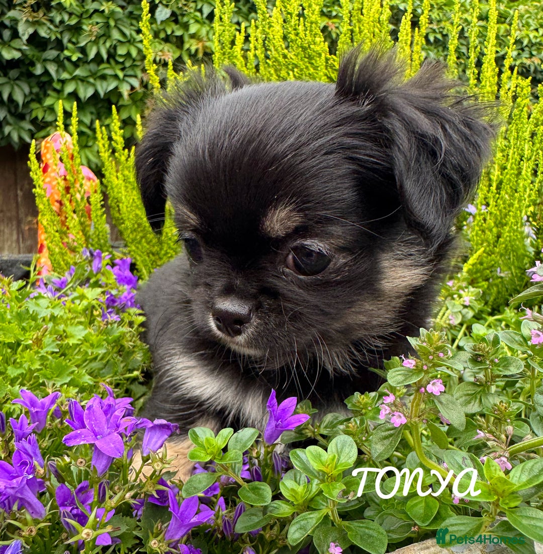 Chihuahua dogs for sale: KC long coat quality chihuahua Licensed breeder - Image 1