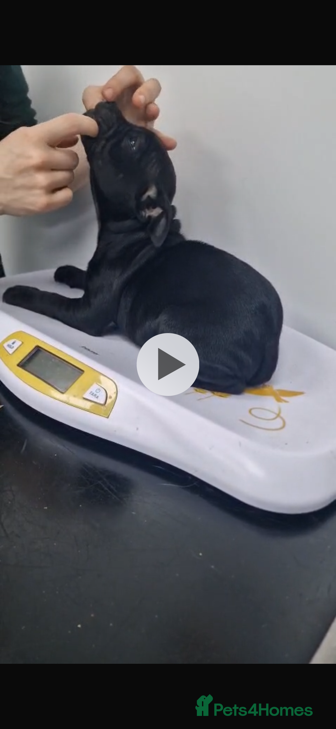 Staffordshire Bull Terrier dogs for sale: Pure blue staffy puppies ready to go - Image 27