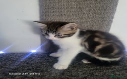 Domestic Shorthair cats for sale: Female tabbies  - Image 7