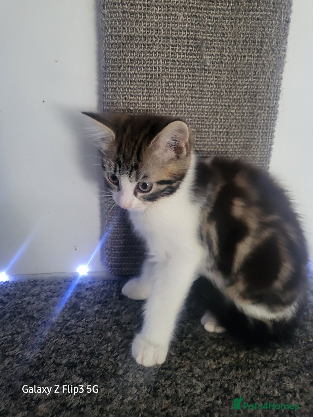 Domestic Shorthair cats for sale: Female tabbies  - Image 7