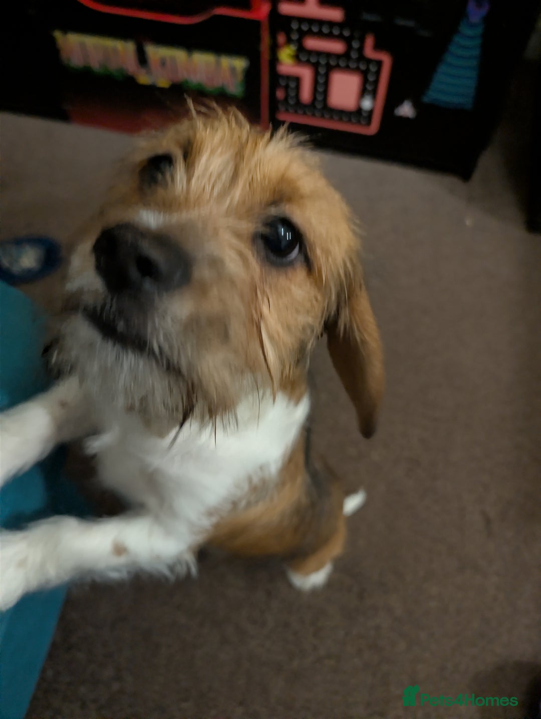 Mixed Breed dogs for sale: Beautiful 5 month old shweenie. Shitzu/dachshund - Advert 3