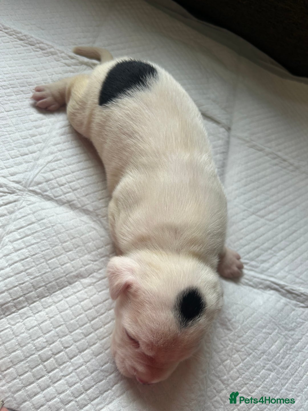 Mixed Breed dogs for sale: 🐾 11 Adorable Puppies From an Accidental Litter - Advert 39