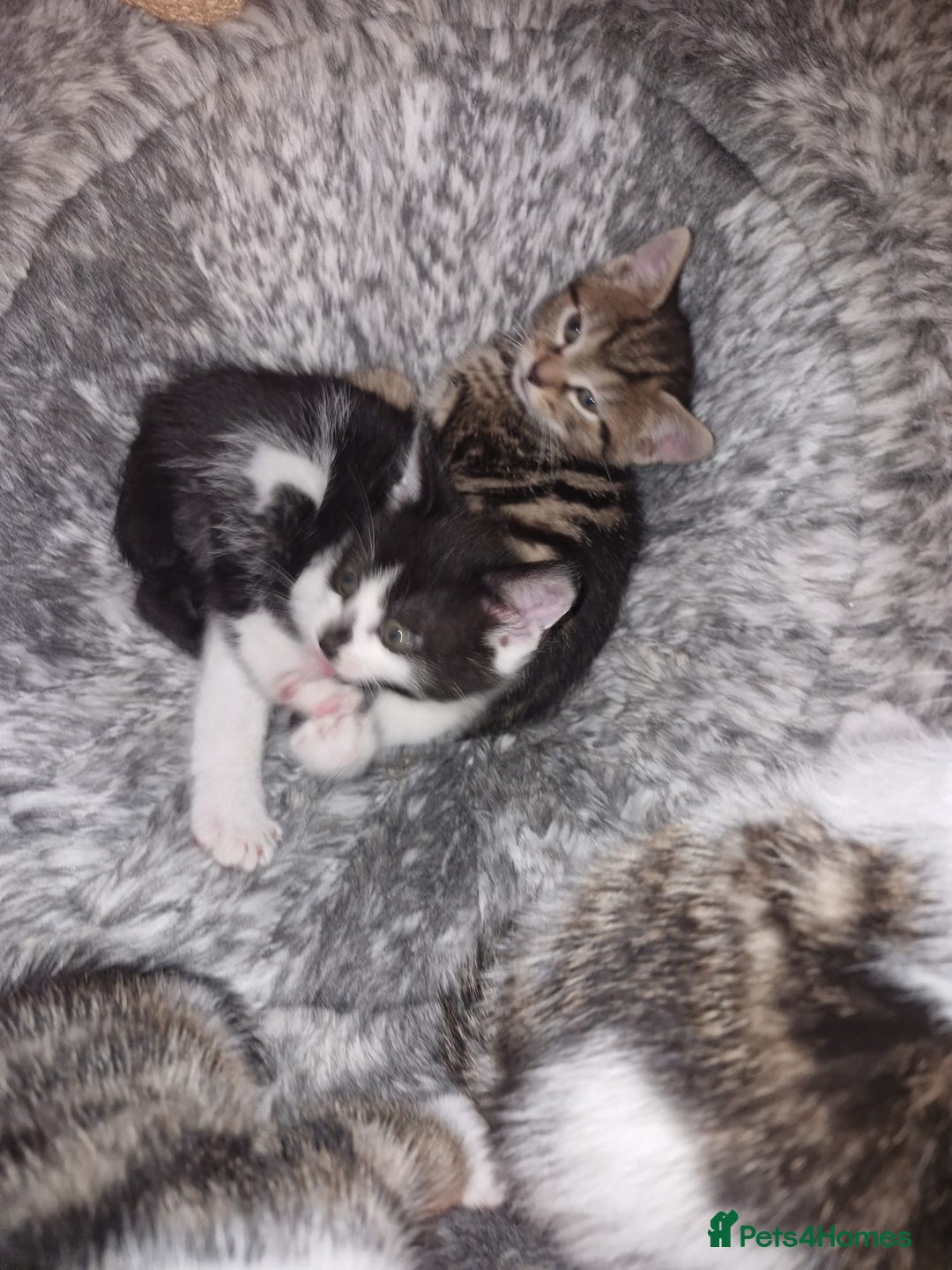 Mixed Breed cats for sale: Kittens for sale - Advert 10