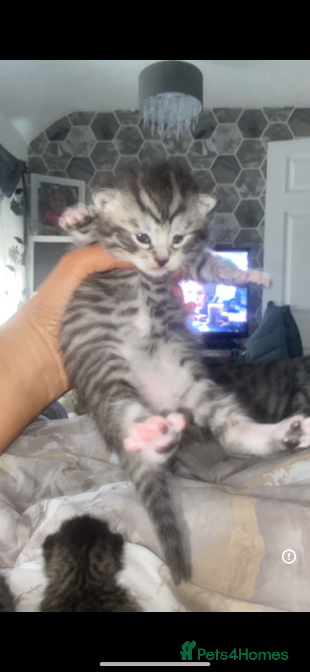 Bengal cats for sale: 4 x Beautiful Bengal Mixed Babies - Advert 15