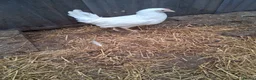 Chickens poultry for sale: White hybrid pullets  - Advert 2