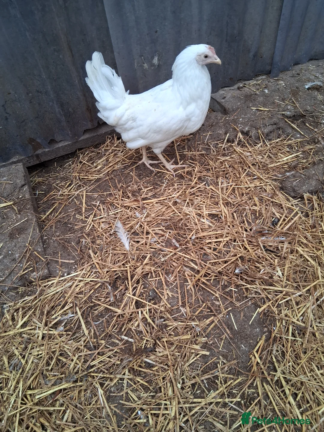 Chickens poultry for sale: White hybrid pullets  - Advert 2