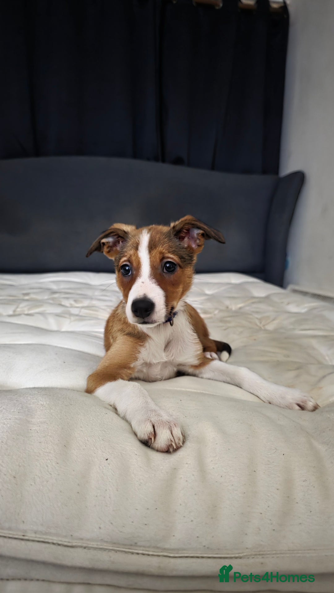 Mixed Breed dogs for sale: Beautiful collie x kelpie girl  - Advert 6