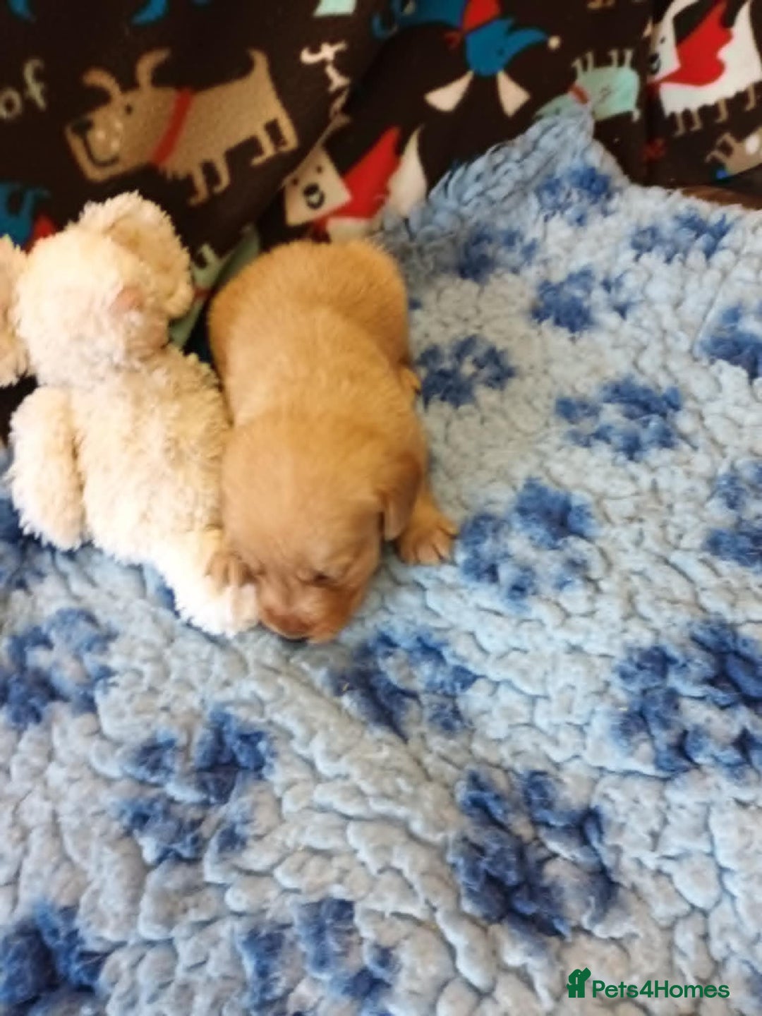 Labradoodle dogs for sale: f1 MINIATURRE LABRADOODLES FROM 5*LICENCED BREEDER - Image 12