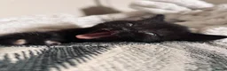 Mixed Breed cats for sale: One black female kitten  - Advert 7