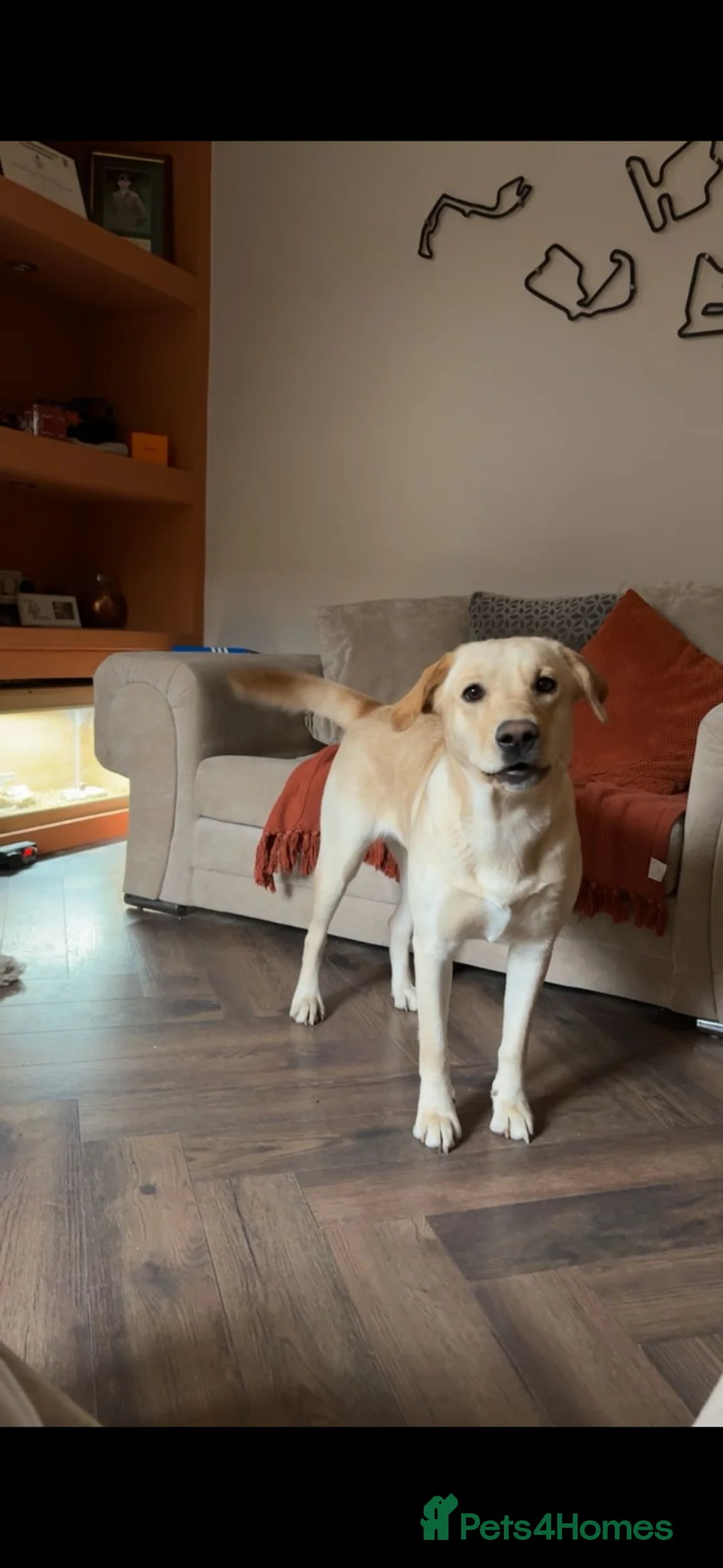 Labrador Retriever dogs for sale: 13 month old female Labrador for rehoming  - Advert 7