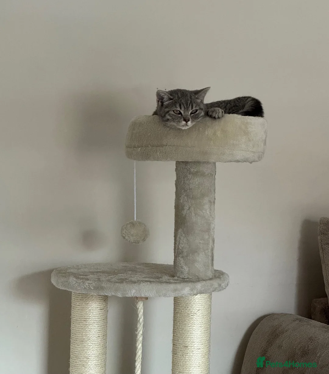 British Shorthair cats for sale: British Shorthair For Sale 💕 in Glasgow - Advert 11