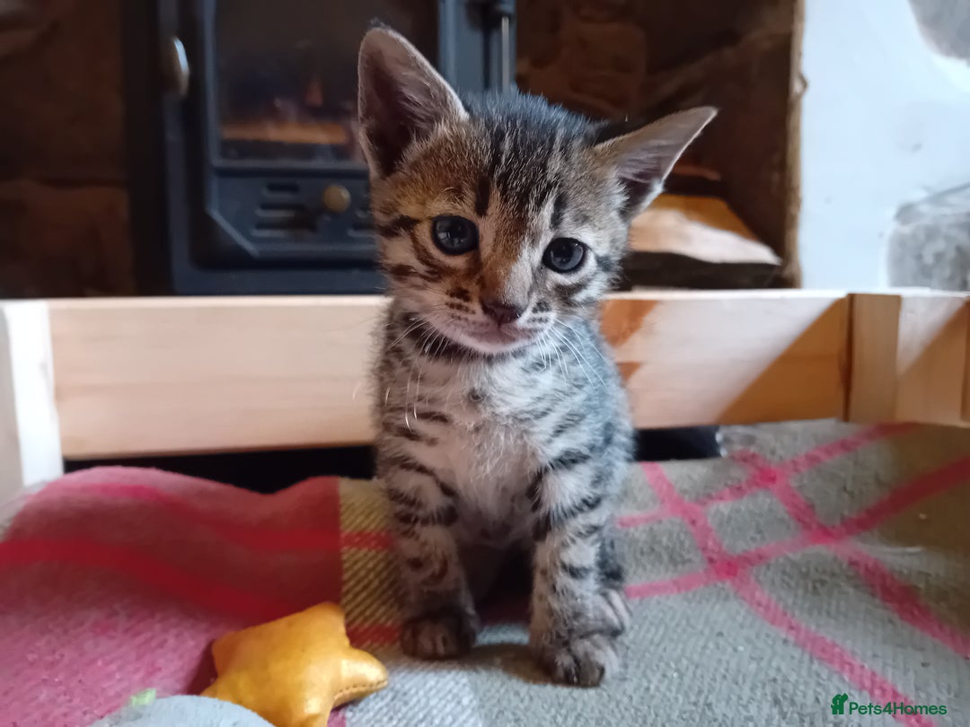 Bengal cats for sale: 6 Stunning Bengal Cross Kittens – Ready 31/10/2025 - Image 22