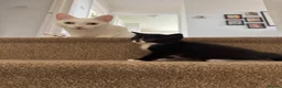 Domestic Shorthair cats for sale:  Short-Haired Tuxedo Kitten Ready Now  - Advert 4