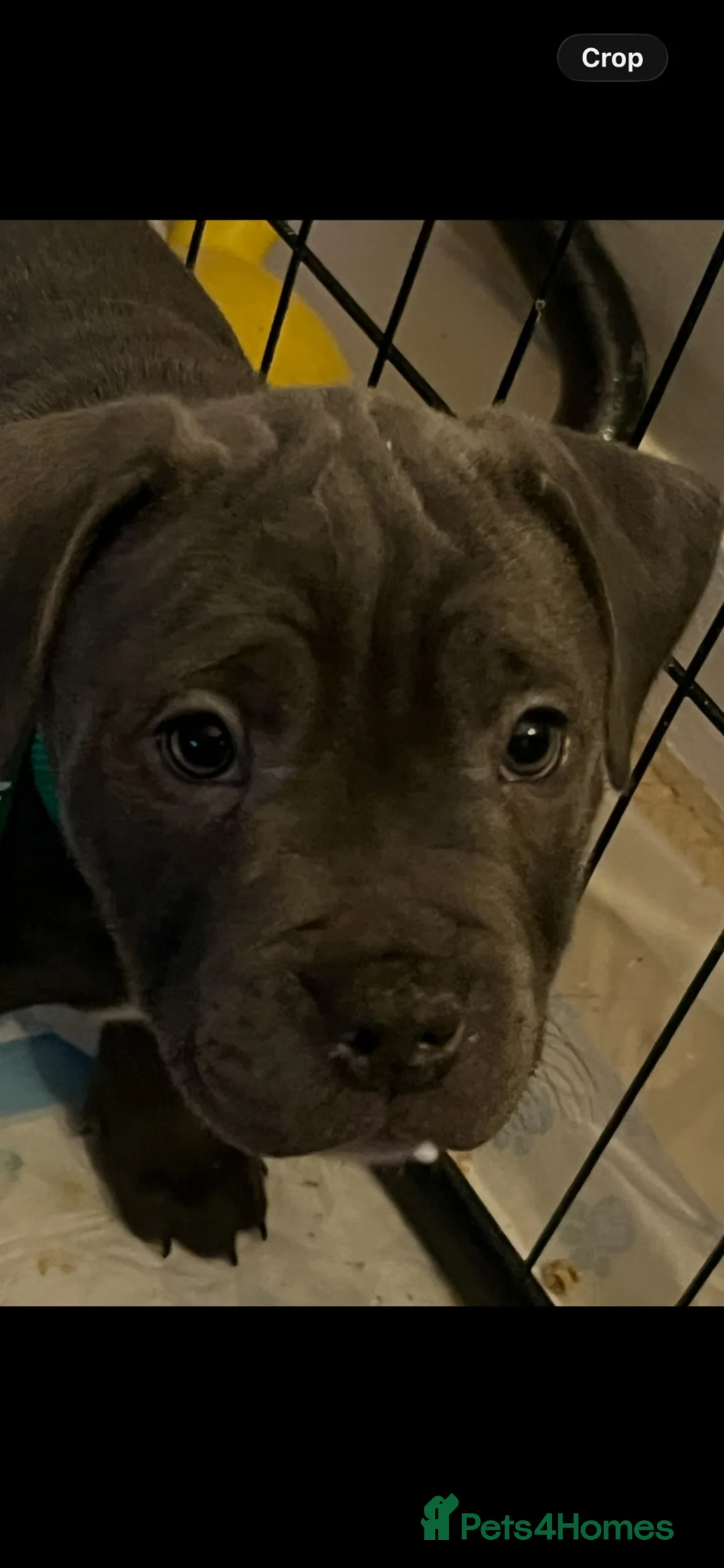 Staffordshire Bull Terrier dogs for sale: Blue staffy puppies  - Advert 2
