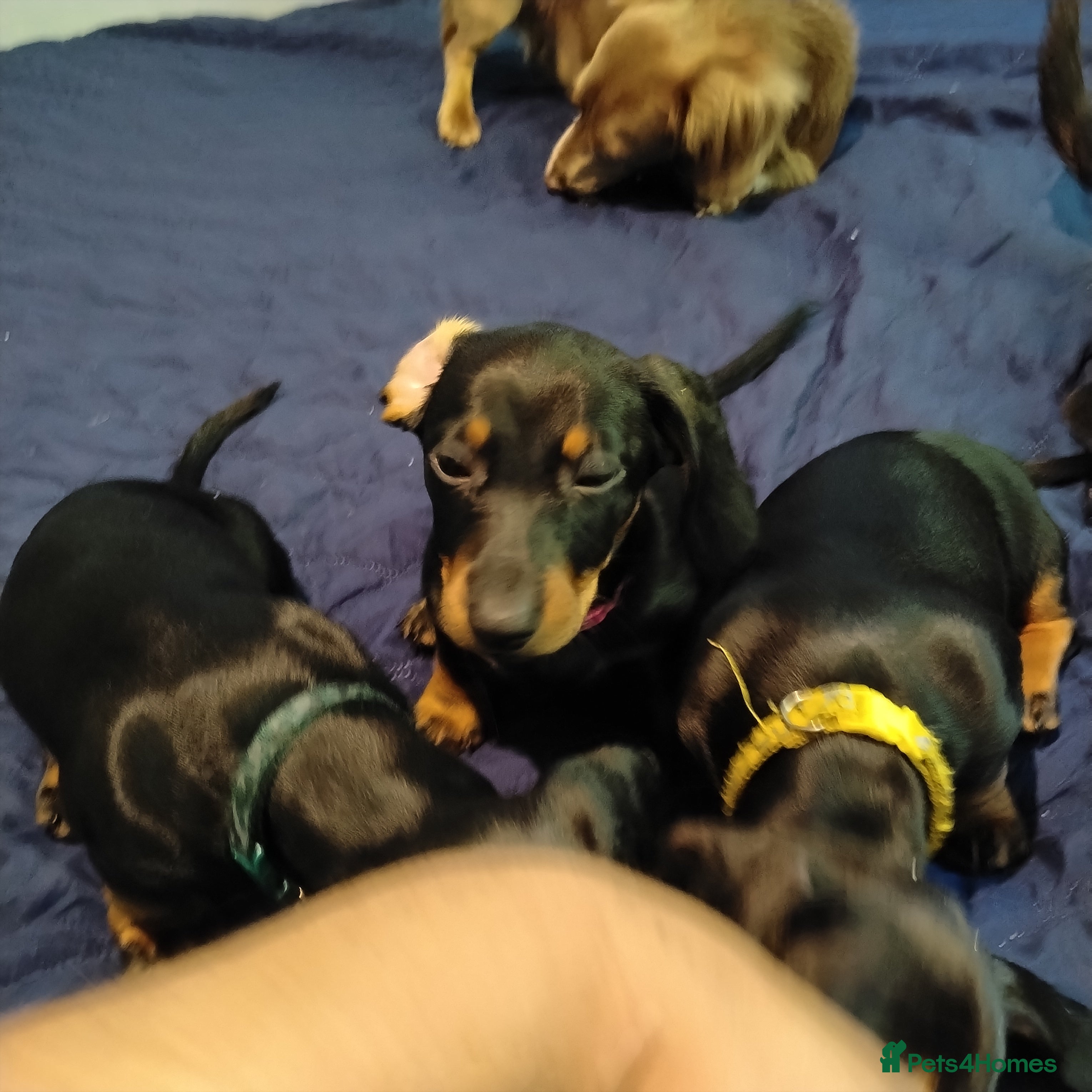 Dachshund dogs Stunning litter of dachshund puppies - Advert 2