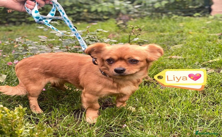 Mixed Breed dogs - Advert 1