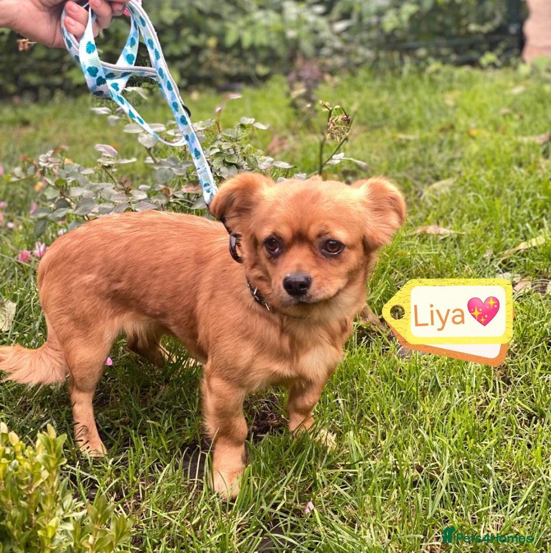 Mixed Breed dogs for adoption: 🐶💖 LIYA 💖🐶 - Image 1
