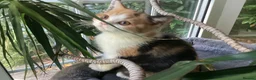 British Shorthair cats for sale: Fabulous GCCF kittens - Advert 2
