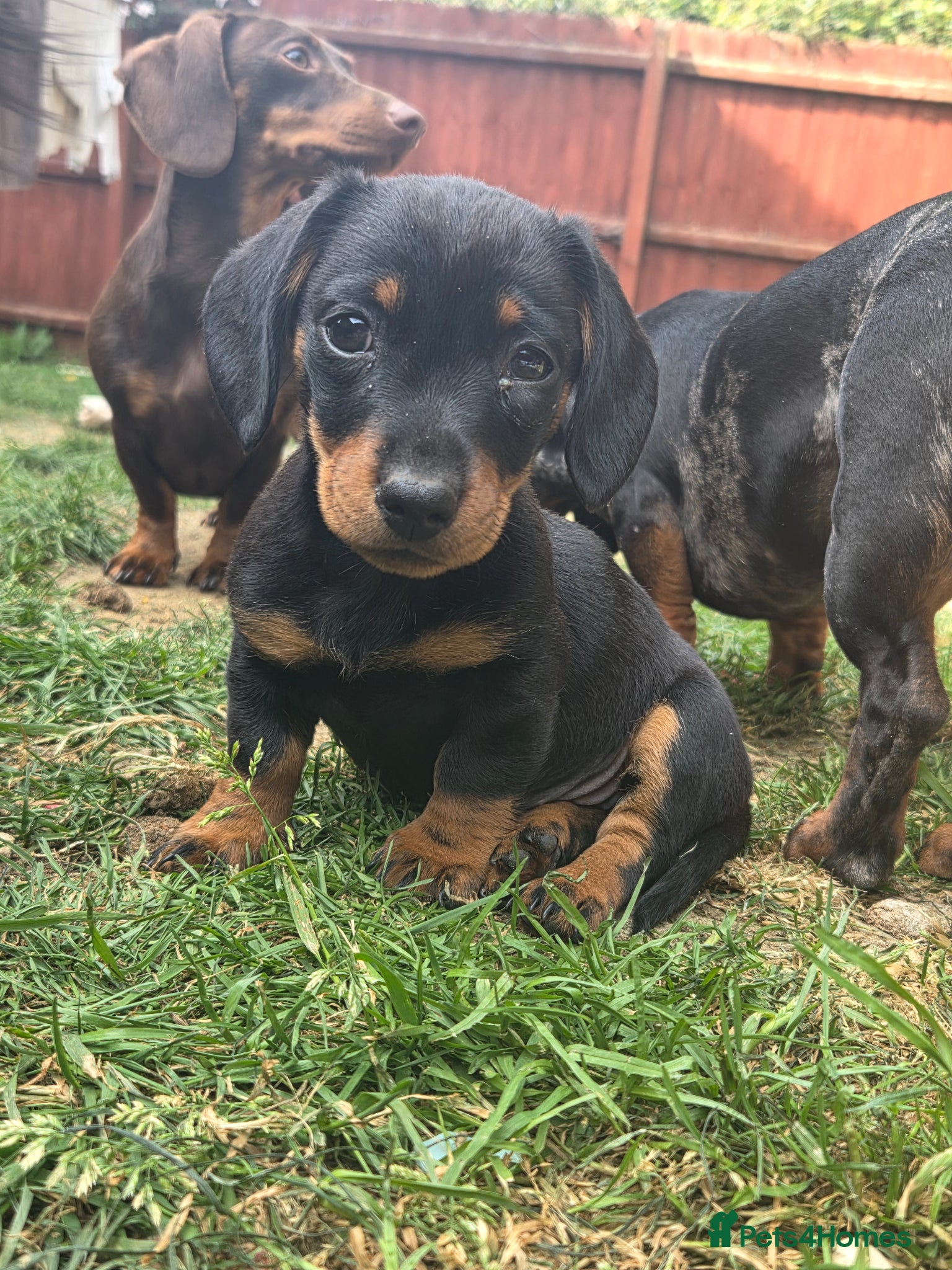 Miniature Dachshund dogs **1 girl left** Miniature Dachshunds - Advert 2