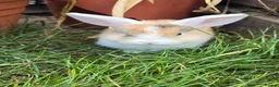 Mini Lop rabbits for sale: Jozsef - Advert 1