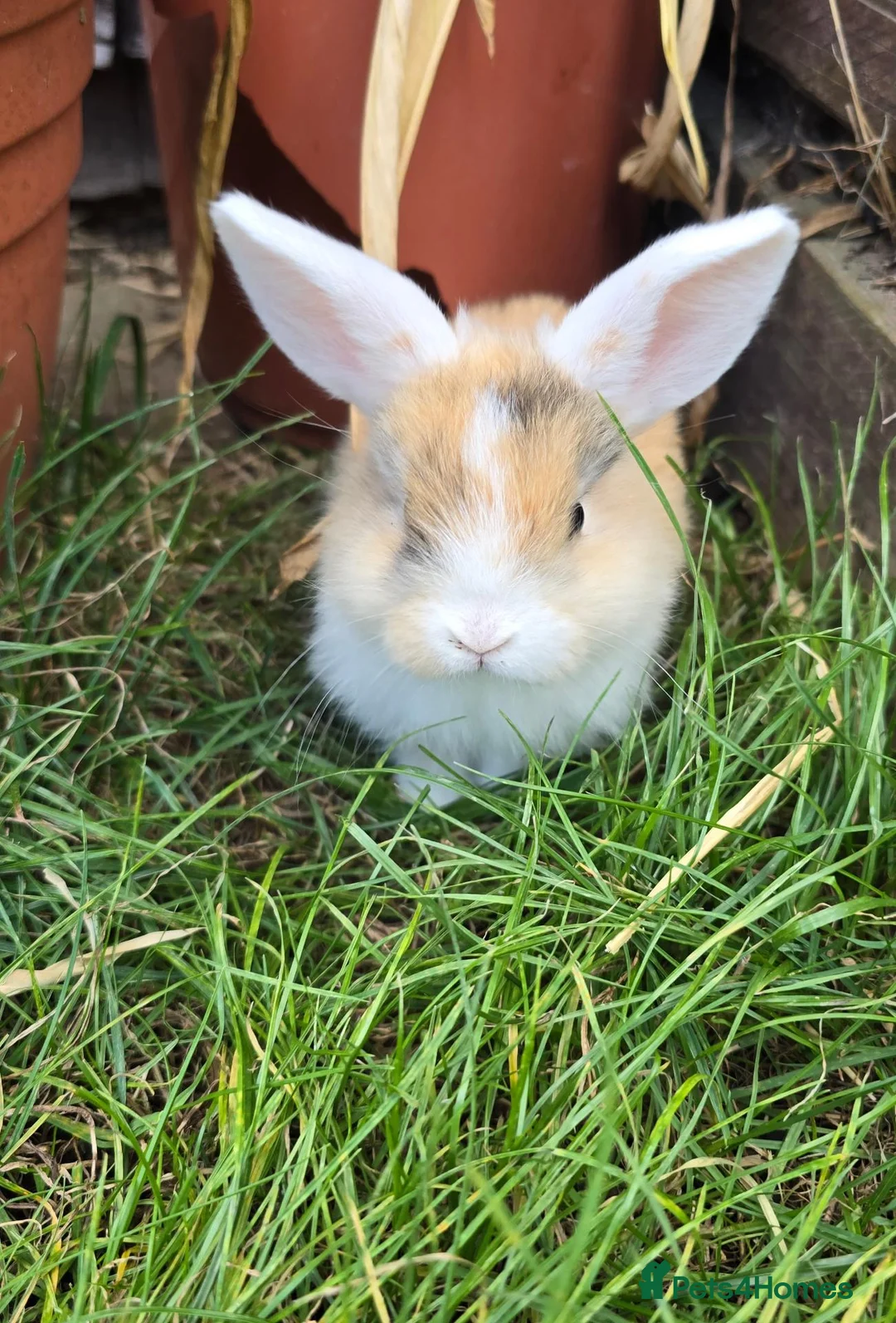Mini Lop rabbits for sale: Jozsef - Advert 1