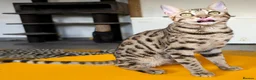 Bengal cats for sale: Striking Brown Rosetted Boy  - Advert 10