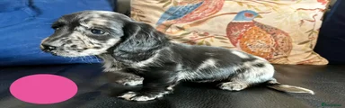 Mixed Breed 2