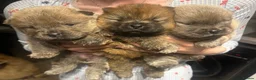 Chow Chow dogs for sale: KC Registered Chow Chow Puppies for Sale  - Advert 9