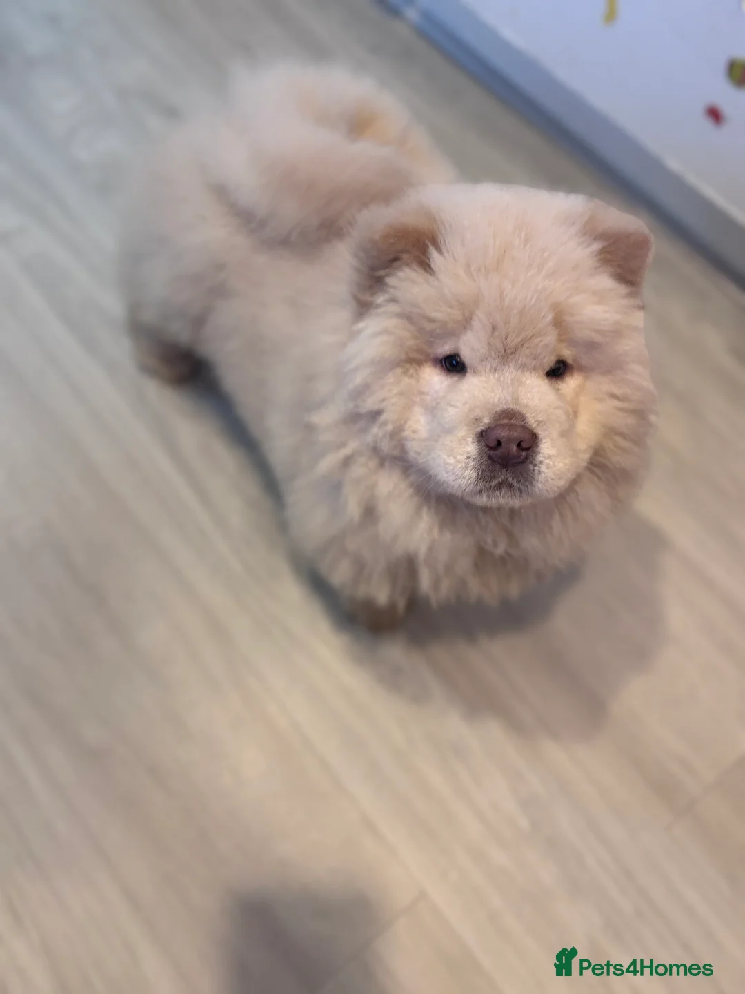 Chow Chow dogs for sale: Last Blue boy Chow Chow  - Advert 13