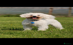 Schnoodle dogs for sale: Miniature Poodle X Schnoodle pups for sale - Image 18