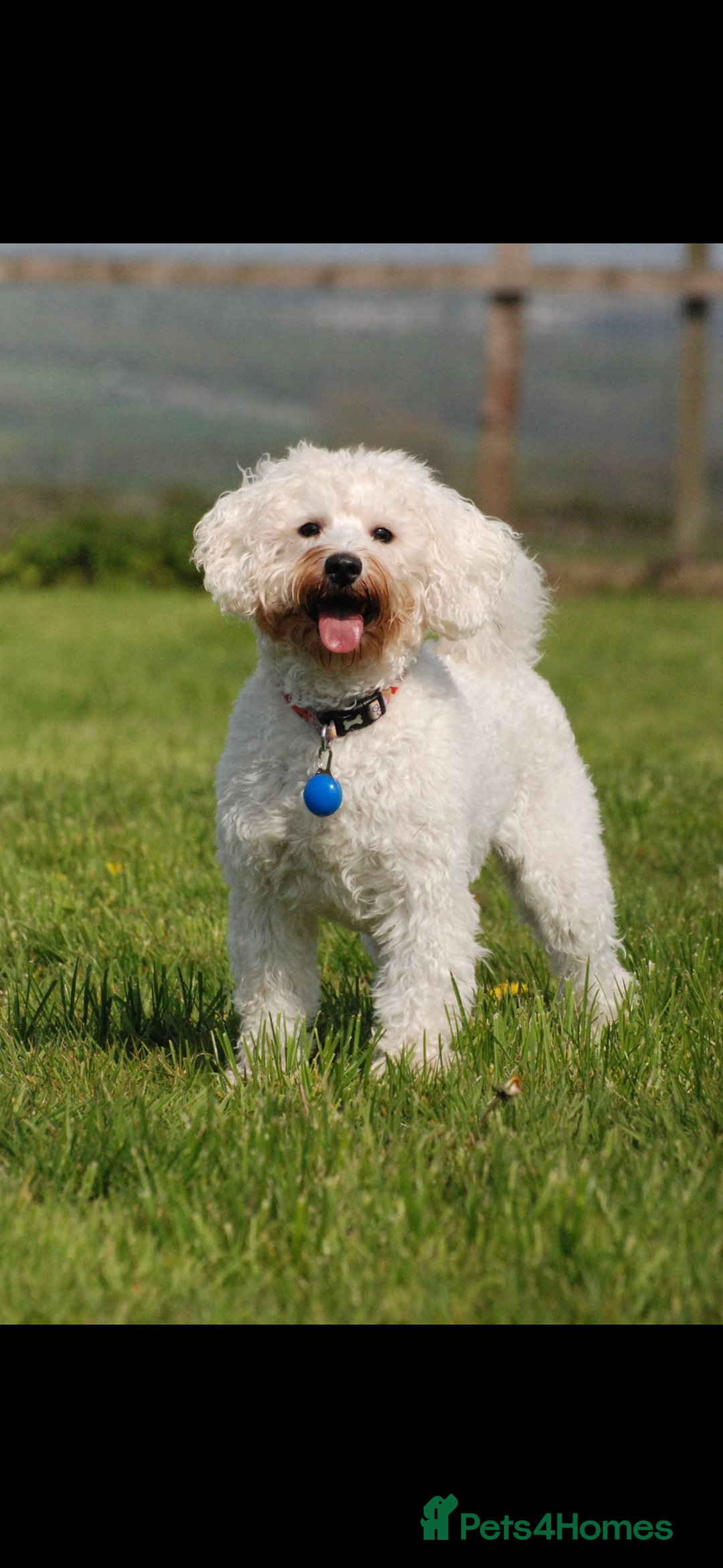 Schnoodle dogs for sale: Miniature Poodle X Schnoodle pups for sale - Image 18