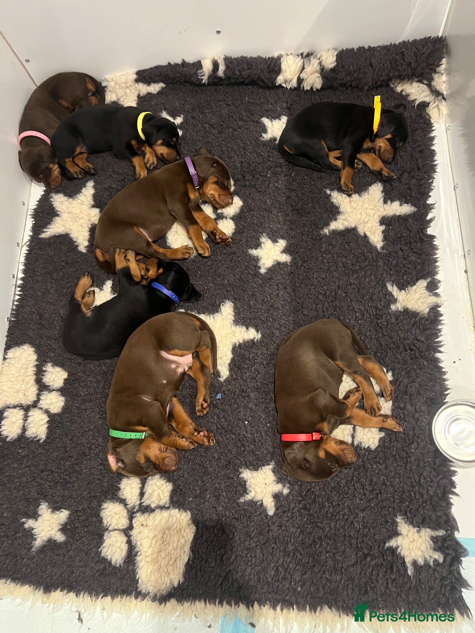 Dobermann dogs 🏆 Exceptional KC Registered Dobermann Puppies 🏆 - Advert 1