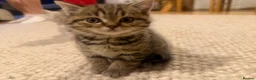 British Shorthair cats for sale: British short hair kittens - Advert 8