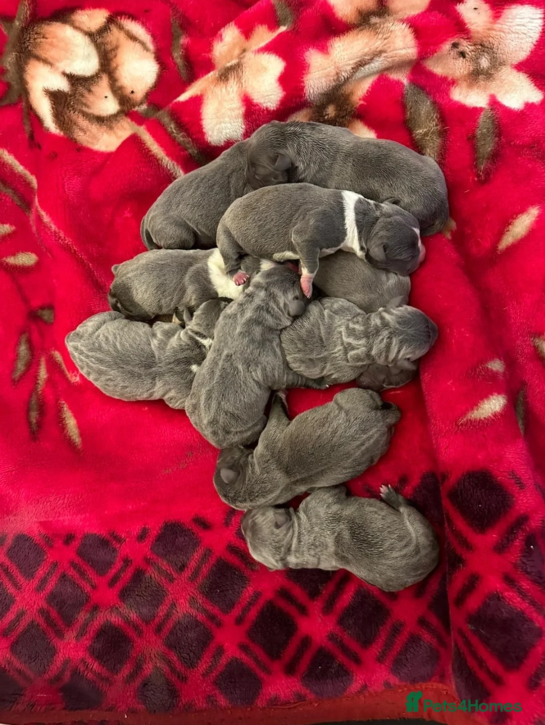 Staffordshire Bull Terrier dogs for stud: 💙 50+ LITTERS PROVEN. BLUE STUD 💙 in Erith - Advert 11