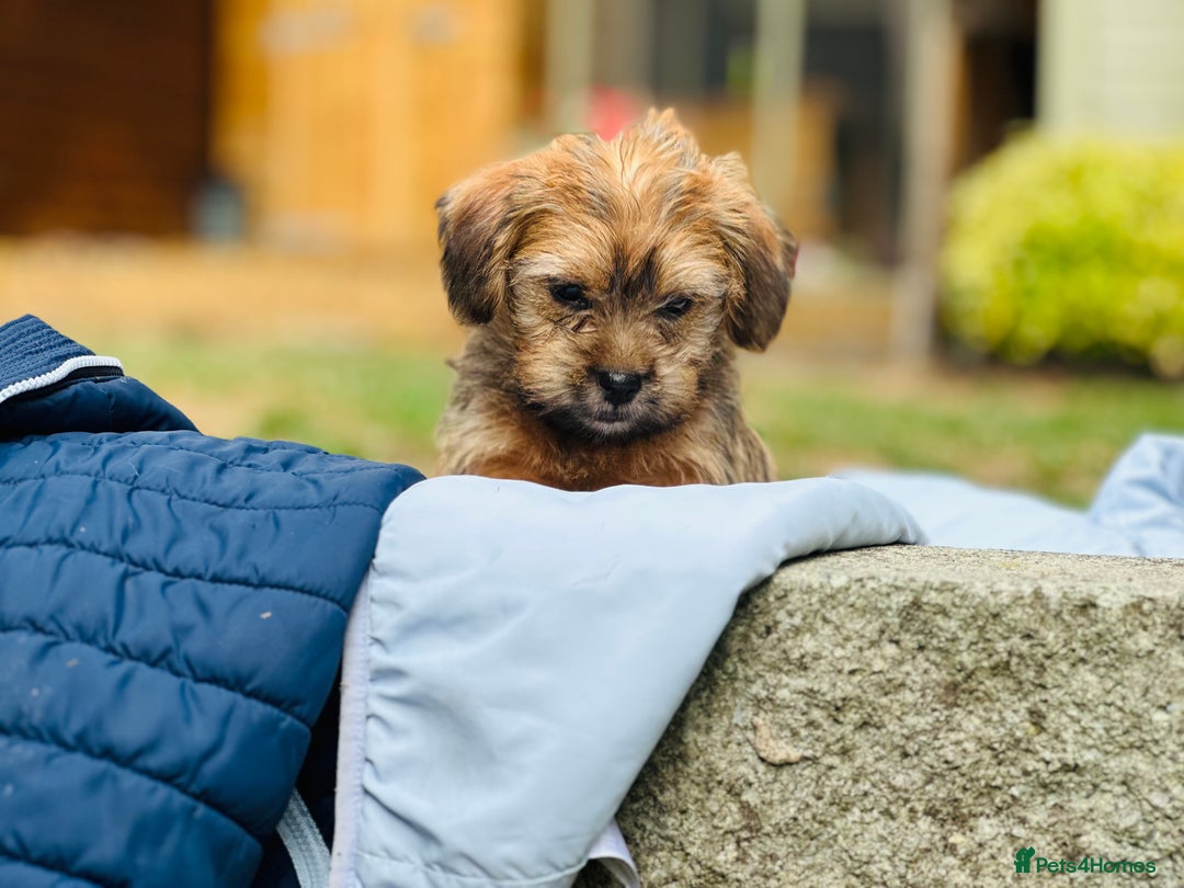 Mixed Breed dogs for sale: Stunning Norfolk terrier x jrt pups ready now - Image 6