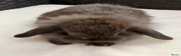 Lionhead rabbits for sale: 8 week old baby rabbit  - Advert 8