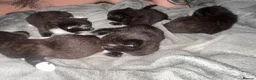 Mixed Breed cats for sale: All black. Black and white kittens - Advert 2