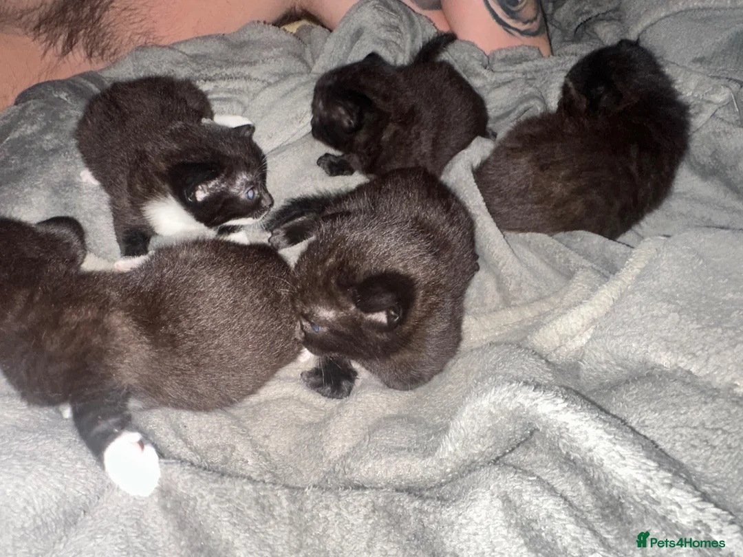 Mixed Breed cats for sale: All black. Black and white kittens - Advert 2