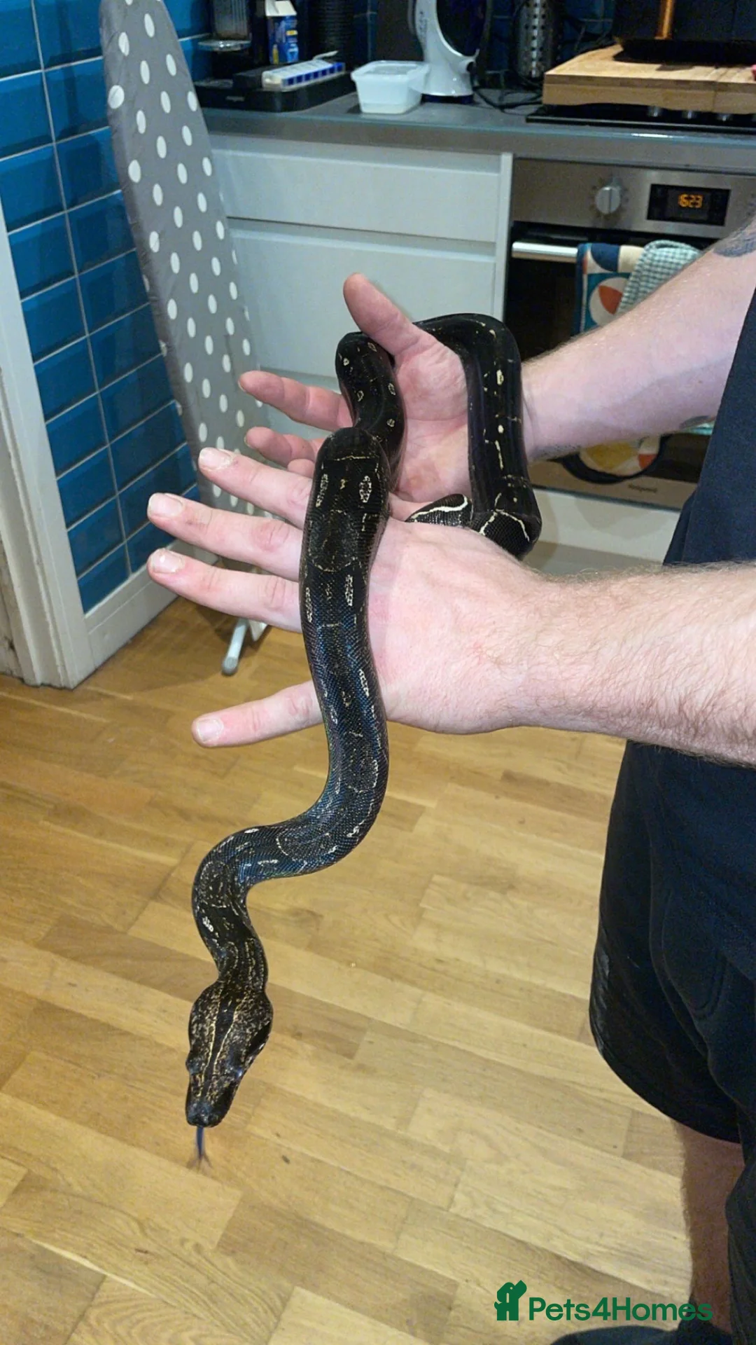 Boa Snake reptiles for sale: IMG boa female  in Aylesford - Advert 2