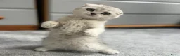 Scottish Fold cats for sale: Beautiful Scottish fold Kitten in Luton - Advert 7
