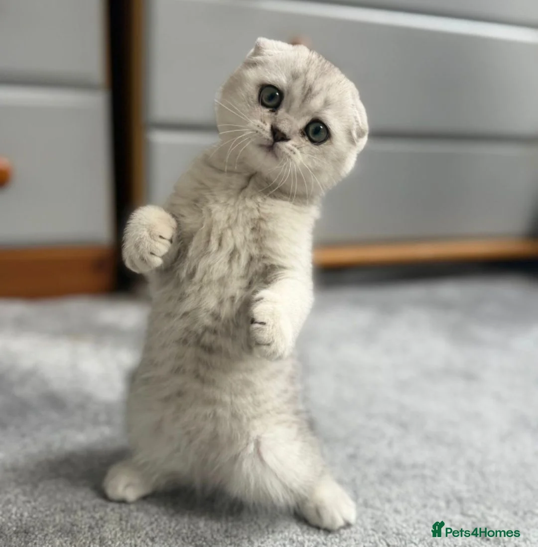Scottish Fold cats for sale: Beautiful Scottish fold Kitten in Luton - Advert 7
