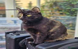 Thai cats for sale: Coffee - Image 2