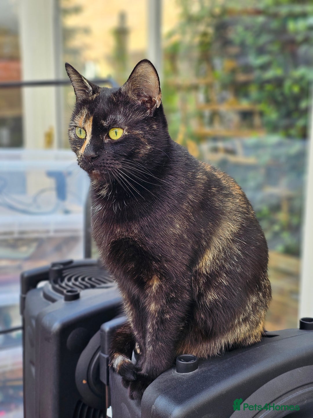 Thai cats for sale: Coffee - Image 2
