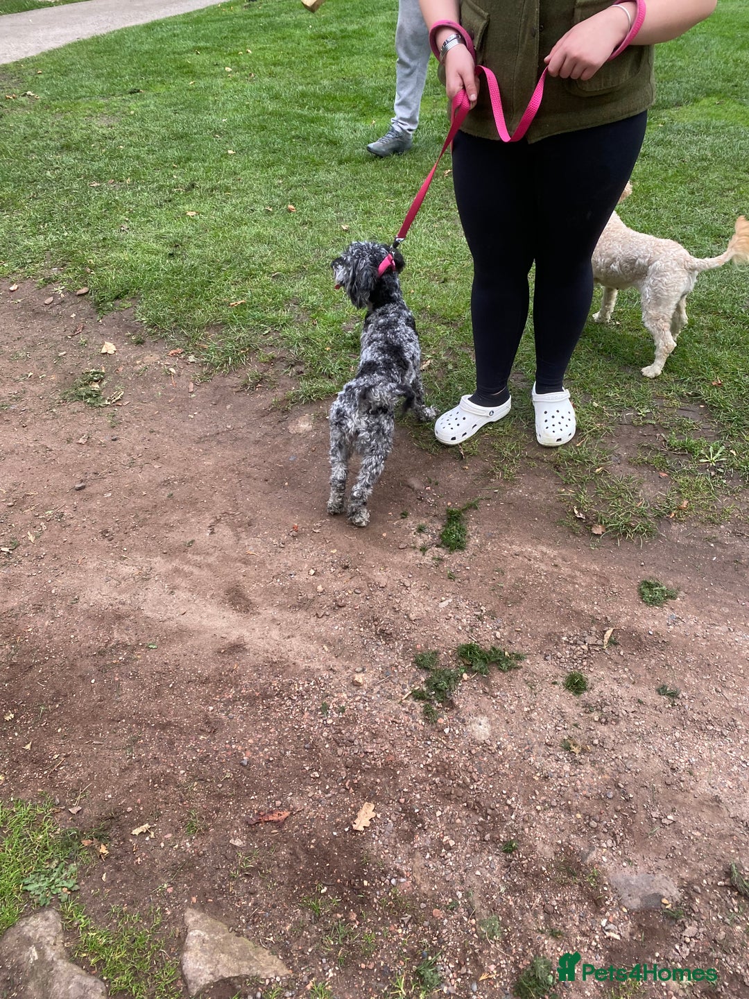 Cockapoo dogs for sale: Cockapoo 2 year old - Advert 19