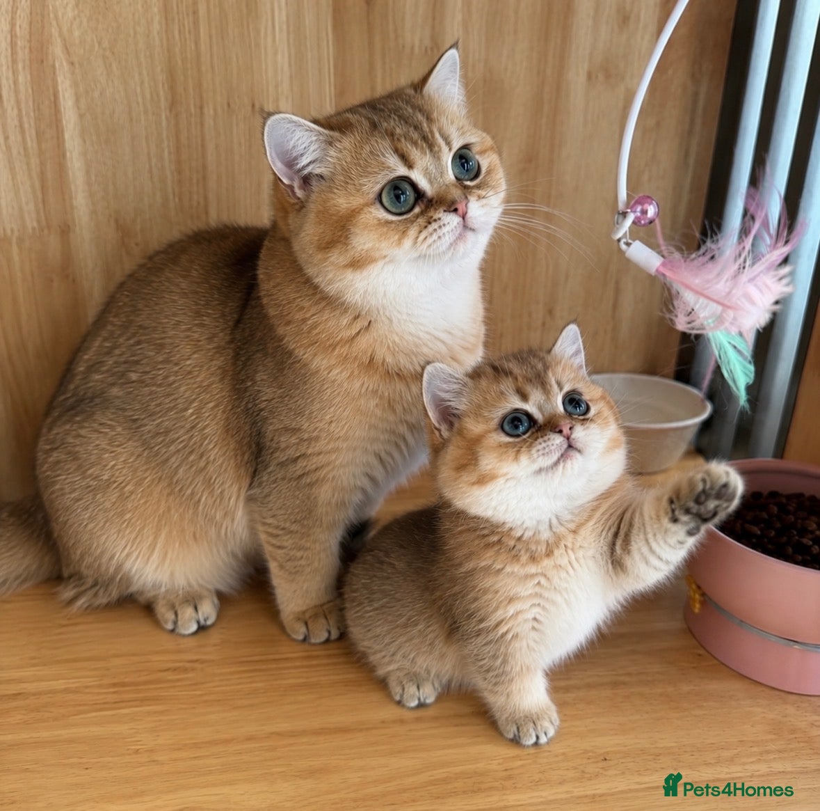 Munchkin cats Cute munchkin kitten needs to be rehomed  - Advert 1