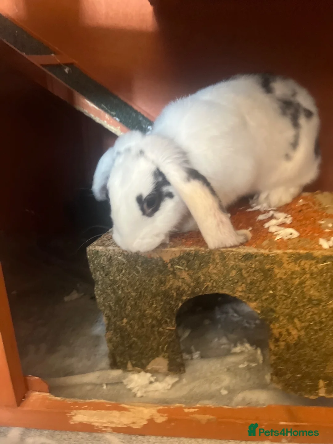 Mixed Breed rabbits for sale: Two female bunnies for sale  in Woking - Advert 1
