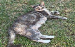 British Longhair cats for sale: beautiful kittens looking for forever home - Image 12