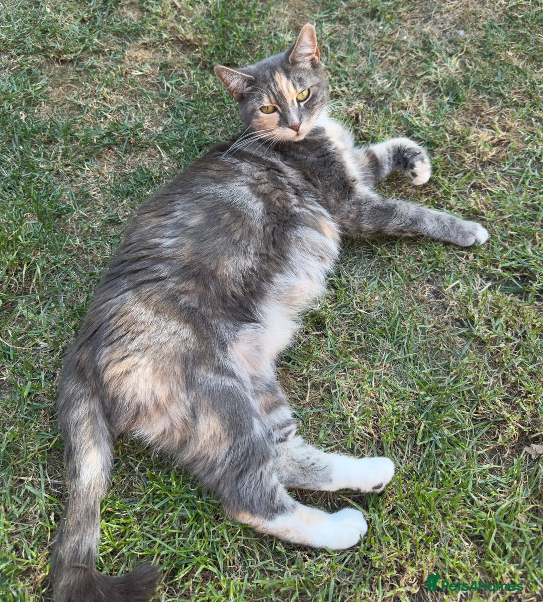British Longhair cats for sale: beautiful kittens looking for forever home - Image 12