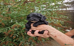 Cockapoo dogs for sale: VANASUZE SHOW TYPE F1b COCKAPOOS - Image 8