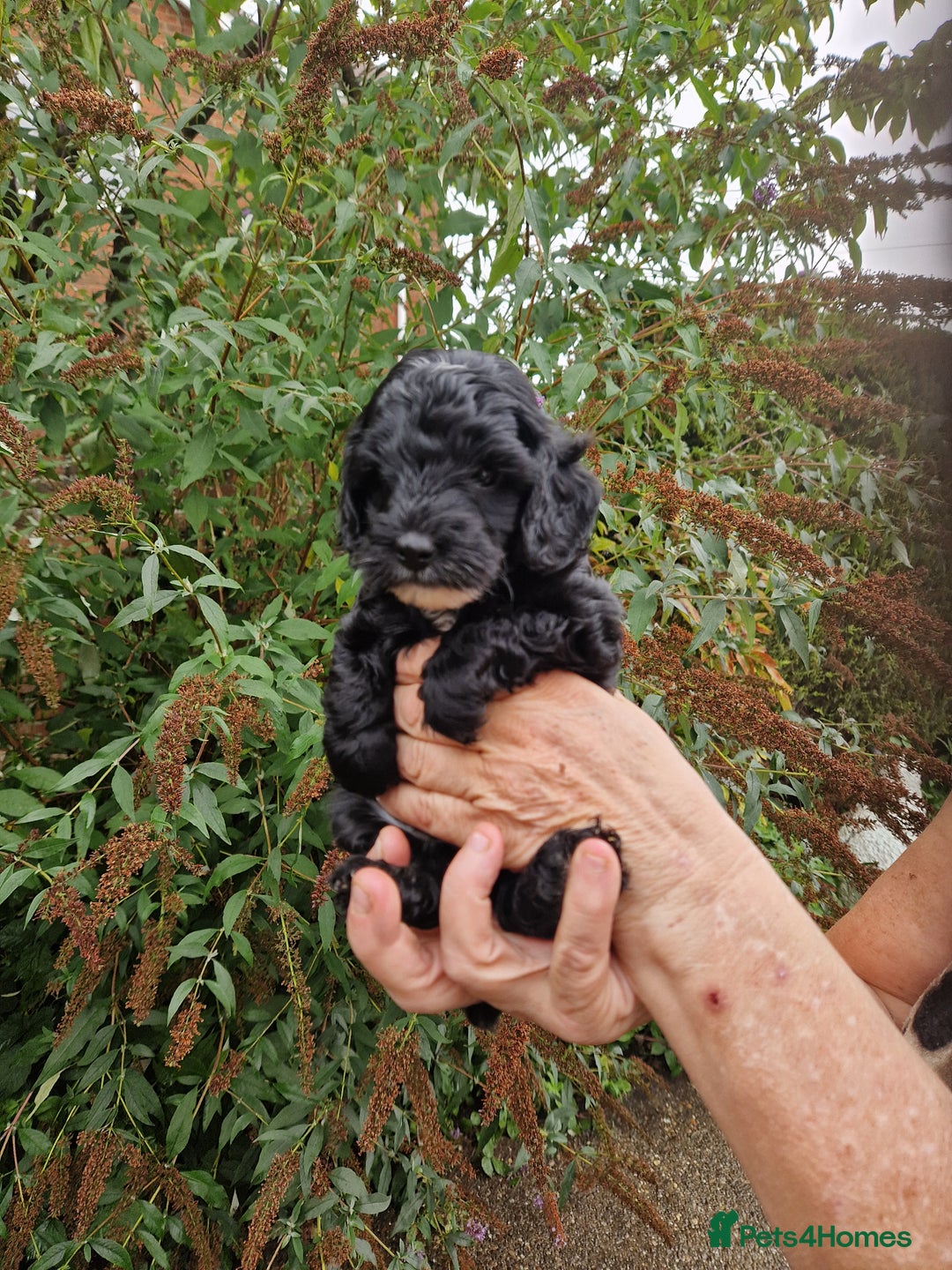 Cockapoo dogs for sale: VANASUZE SHOW TYPE F1b COCKAPOOS - Image 8